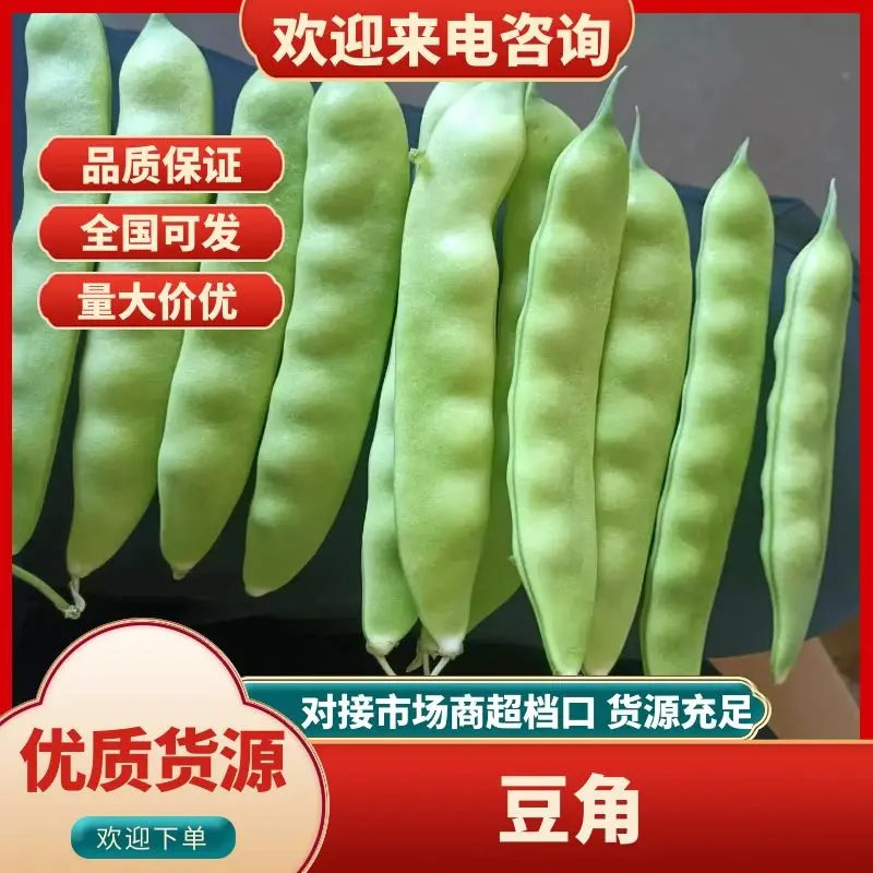 5-11月份吉林精品油豆角产地大量供应