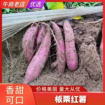 陕西大荔黄沙地秦薯五号板栗红薯番薯地瓜大量上市了