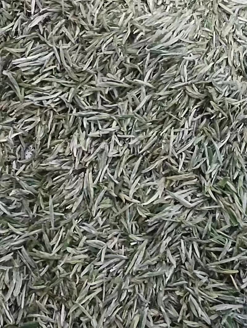 信阳毛尖，自家茶园种植，原产地发货，量大从优欢迎选购。