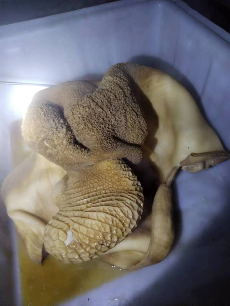 五香熟牛肚量大质优价格优惠一手货源欢迎咨询采购
