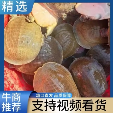 母甲鱼，万亩养殖基地，量大从优，基地直接发货，欢迎选购