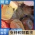 母甲鱼，万亩养殖基地，量大从优，基地直接发货，欢迎选购