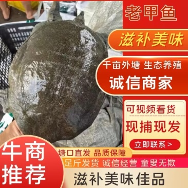 8年老甲鱼乌鳖养殖基地规格齐全可对接酒店、批发市场