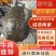 8年老甲鱼乌鳖养殖基地规格齐全可对接酒店、批发市场
