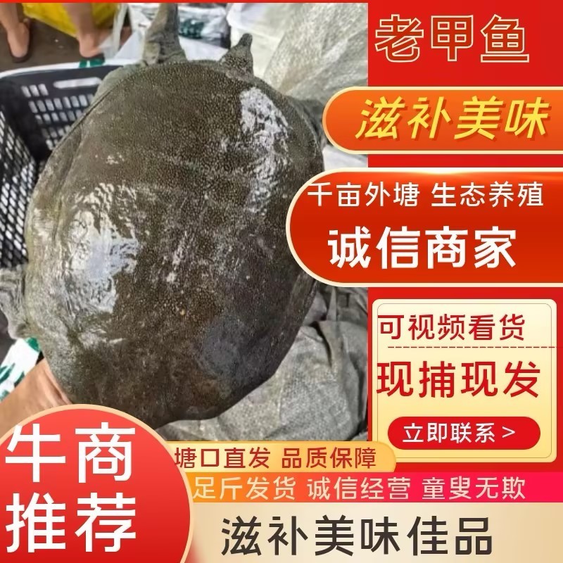 8年老甲鱼乌鳖养殖基地规格齐全可对接酒店、批发市场