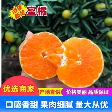 【蜜桔】精品蜜橘大量供应中皮薄多汁品质保证