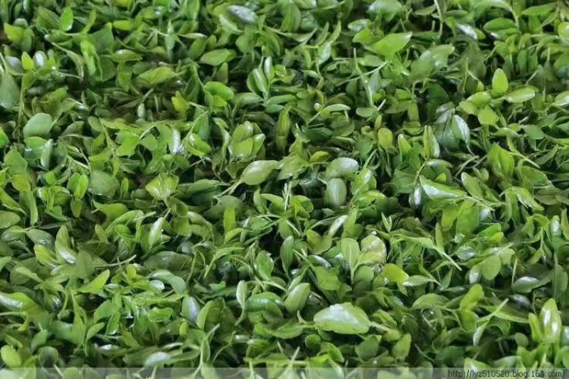 【荣誉店】酸枣叶茶零售批发品质保证包邮正品保证可实地考察