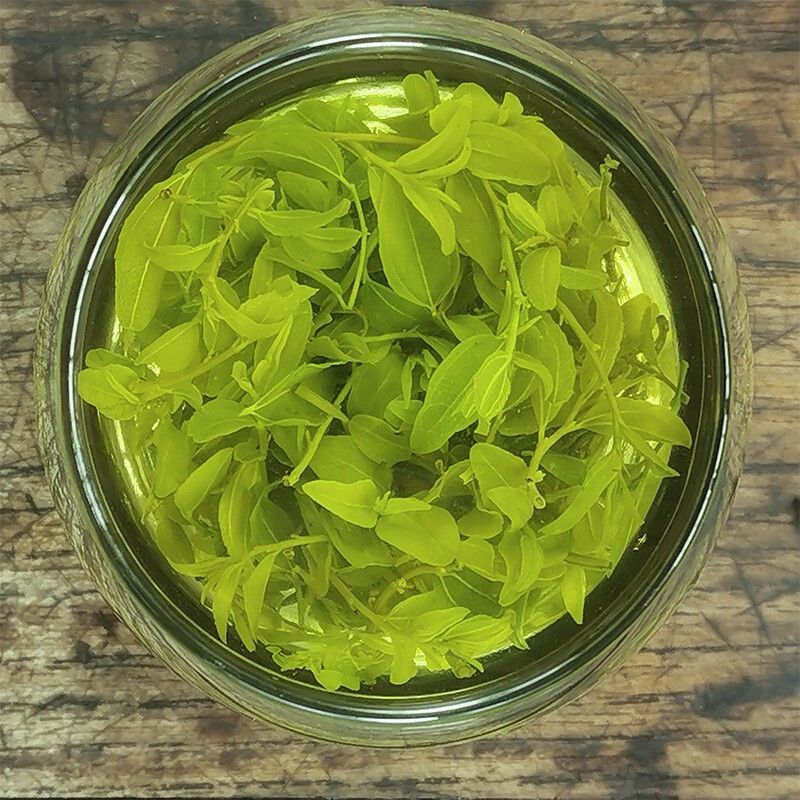 【荣誉店】酸枣叶茶零售批发品质保证包邮正品保证可实地考察