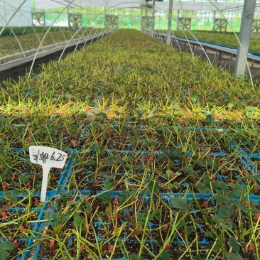 【脱毒原种】精品草莓苗品种齐全规格齐全量大从优欢迎电联