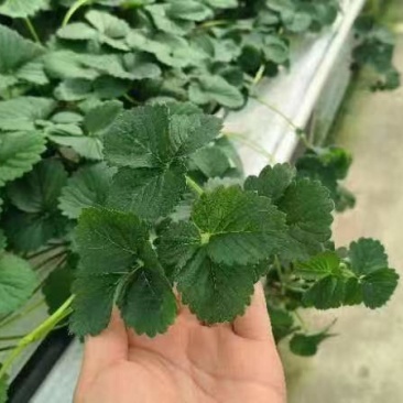【脱毒三代穴盘苗】江苏盐城草莓苗成活率高可视频看货