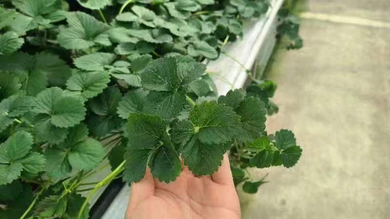 【脱毒三代穴盘苗】江苏盐城草莓苗成活率高可视频看货