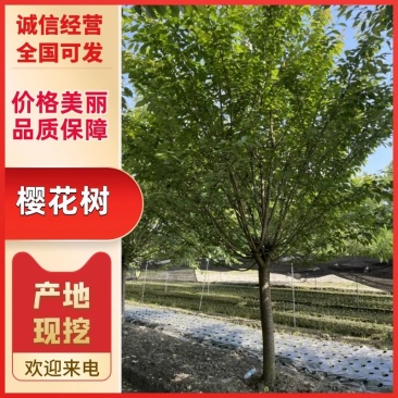 四川早樱晚樱花树基地高杆樱花高低分枝樱花树大小齐全。