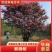 四川紫薇树，川红紫薇，老紫薇，大红紫薇百日红，紫薇树批发