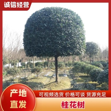 桂花大小规格齐全产地直销品种优良成活率高