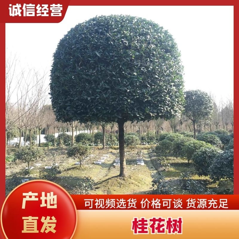 桂花大小规格齐全产地直销品种优良成活率高