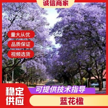 【精品蓝花楹】成都基地直供一手货源规格齐全全国发货