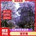 【精品蓝花楹】成都基地直供一手货源规格齐全全国发货