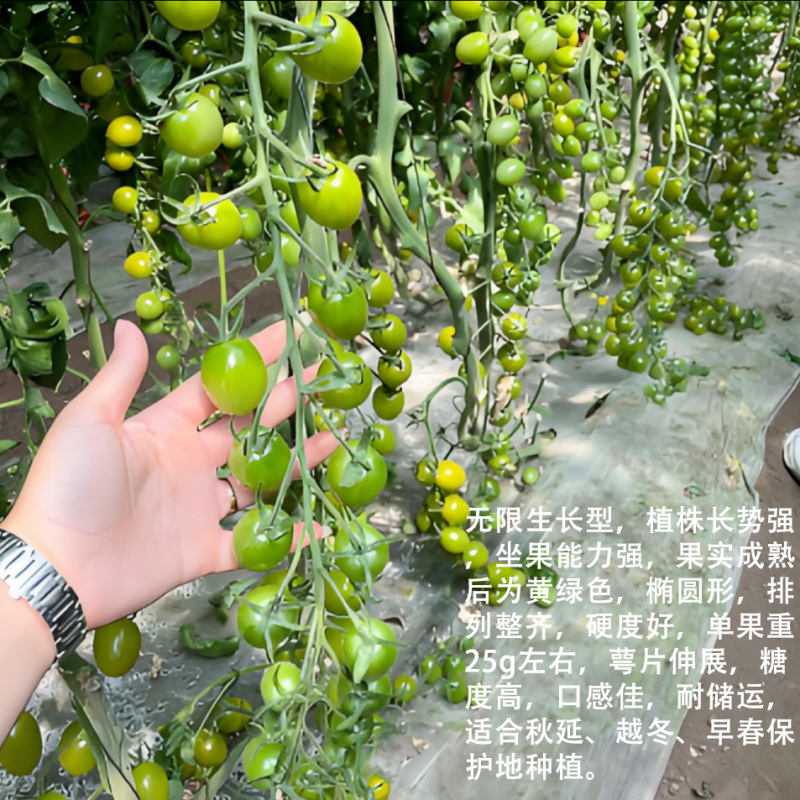 暴甜多汁特色青口蜜青甜小番茄种子圣女果小绿樱桃小番茄种子