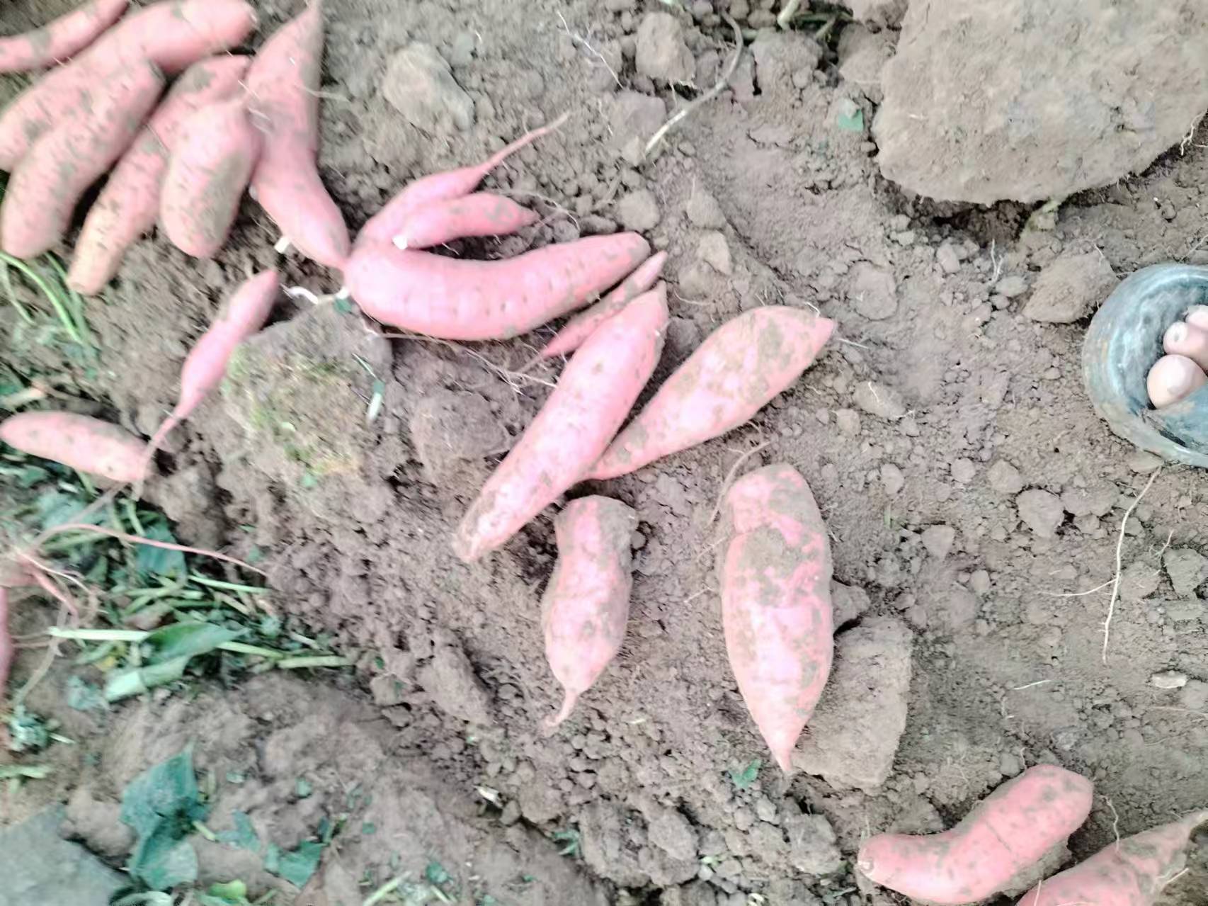 一台大型马铃薯收获机正在田间作业,从土壤中翻出大量226马铃薯块茎,薯块大小均匀,工人在后方进行捡拾和初步分级,地面整洁无过多杂质,体现高效现代化种植模式 226马铃薯机械化收获现场图