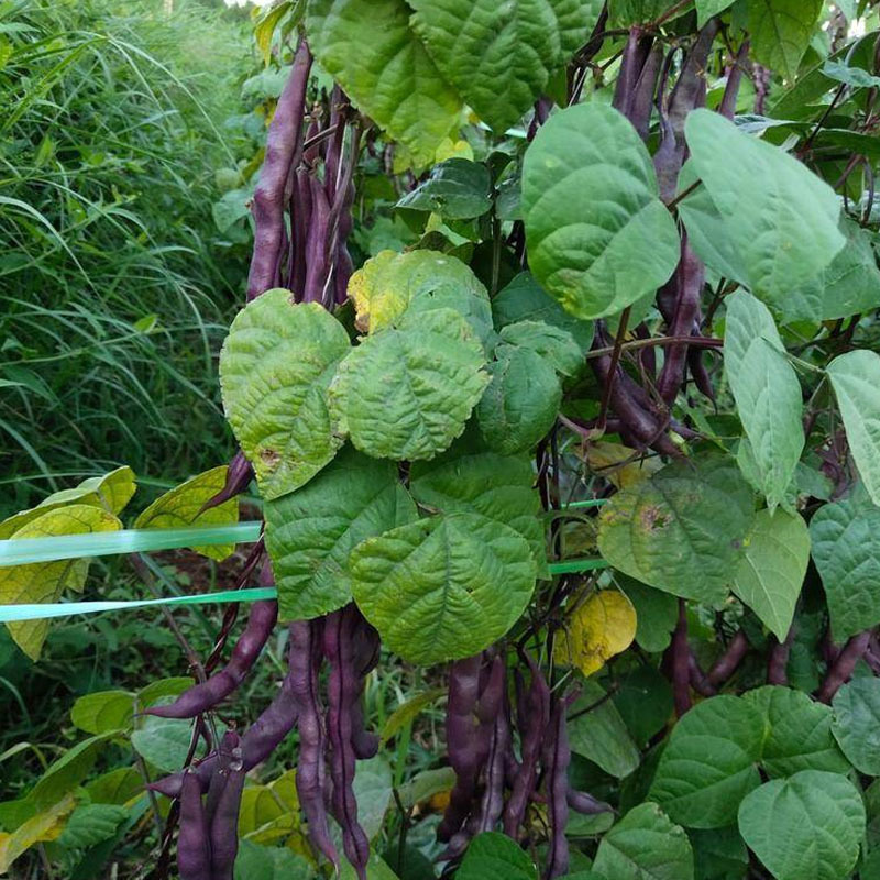 龙泉独秀紫红芸豆种子九粒红芸豆角秋紫豆架芸豆角