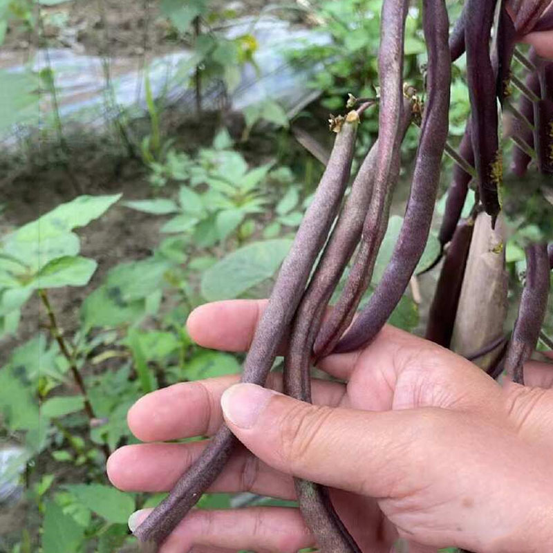 龙泉独秀紫红芸豆种子九粒红芸豆角秋紫豆架芸豆角