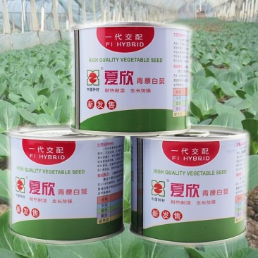 夏欣青梗菜种子耐热耐湿耐雨水叶柄宽厚叶色嫩绿