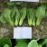 夏欣青梗菜种子耐热耐湿耐雨水叶柄宽厚叶色嫩绿