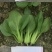 夏欣青梗菜种子耐热耐湿耐雨水叶柄宽厚叶色嫩绿