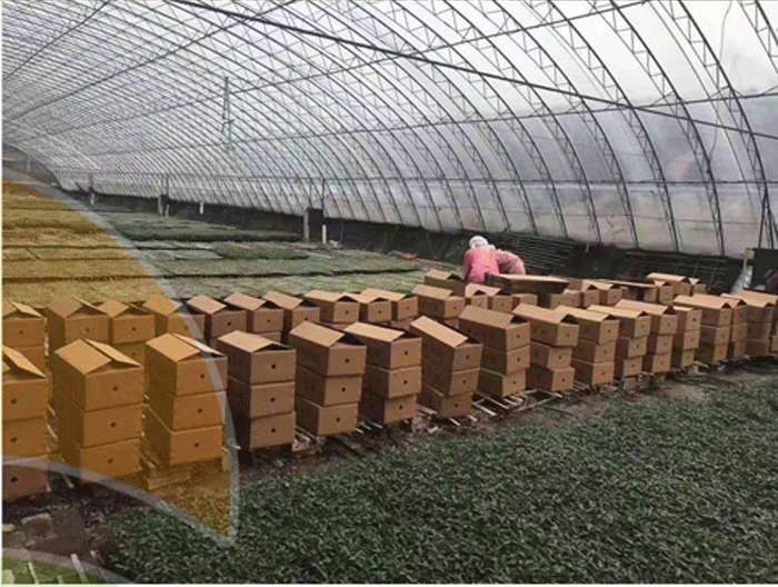 各种特色小番茄苗四季播种红黄白绿黑紫花生千禧贝贝小番种苗