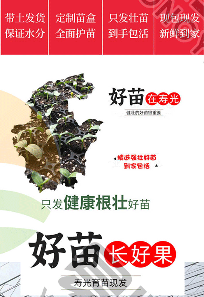 暴甜多汁特色青口蜜青甜小番茄种子圣女果小绿樱桃小番茄种子