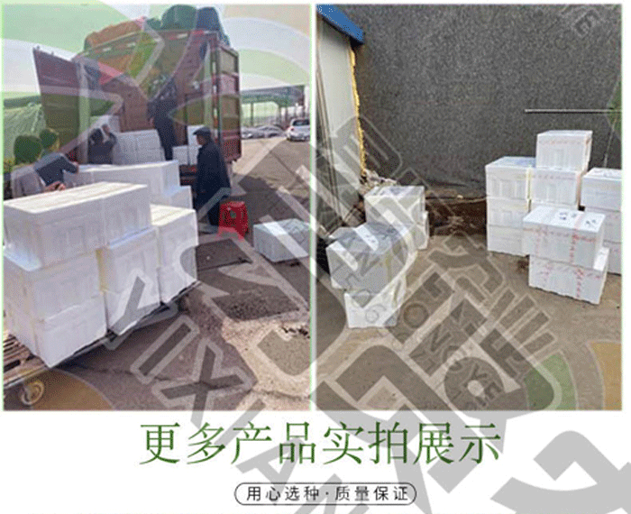 马蹄柿子种子抗大口感甜如蜜9号阿尔卑斯金枕大黄