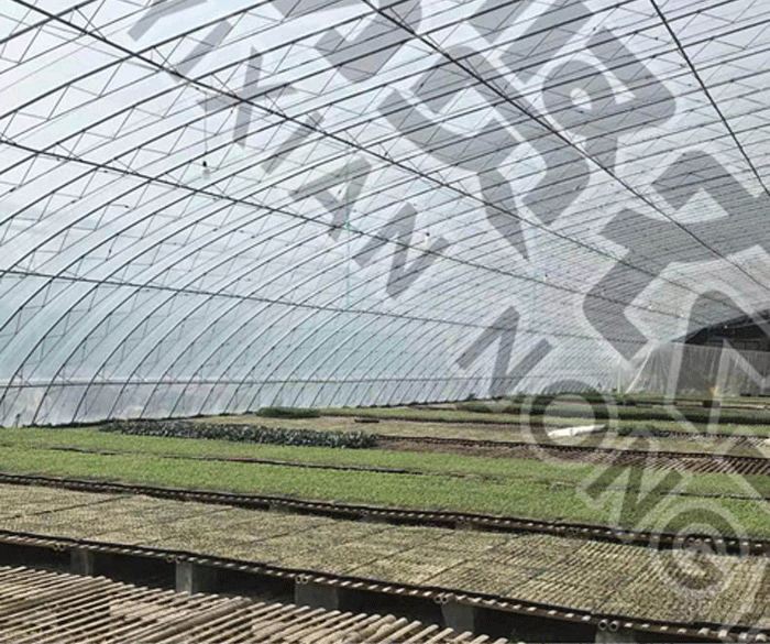 有机甘蓝种子苗包露天大田保护地种植山东潍坊寿光优质穴盘苗