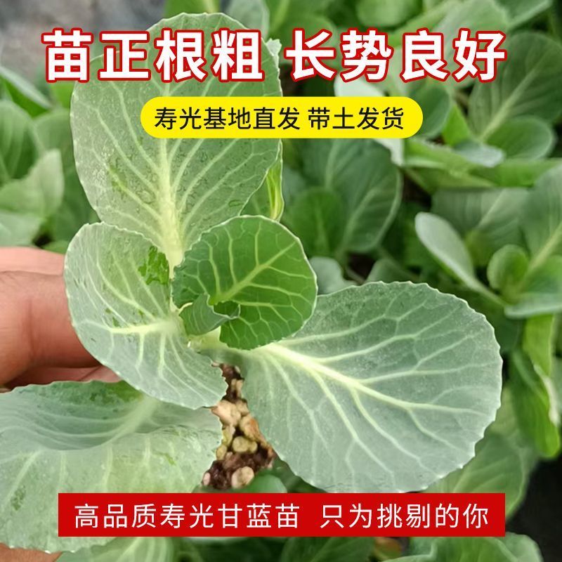 有机甘蓝种子苗包露天大田保护地种植山东潍坊寿光优质穴盘苗