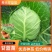 有机甘蓝种子苗包露天大田保护地种植山东潍坊寿光优质穴盘苗