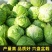 有机甘蓝种子苗包露天大田保护地种植山东潍坊寿光优质穴盘苗