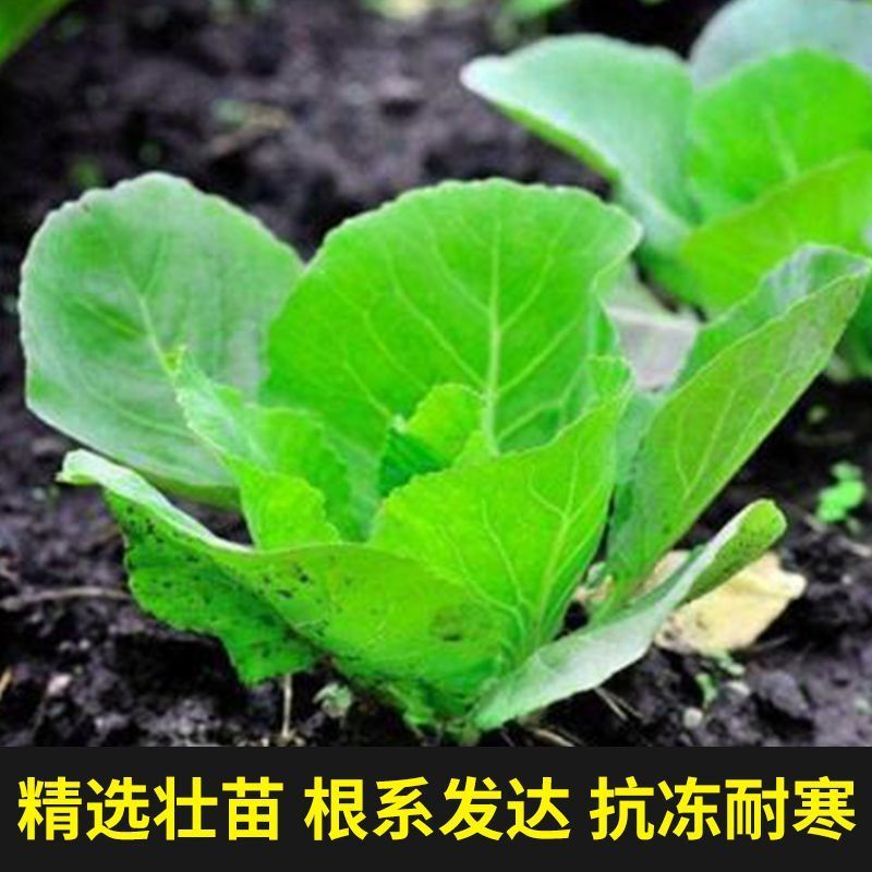 有机甘蓝种子苗包露天大田保护地种植山东潍坊寿光优质穴盘苗