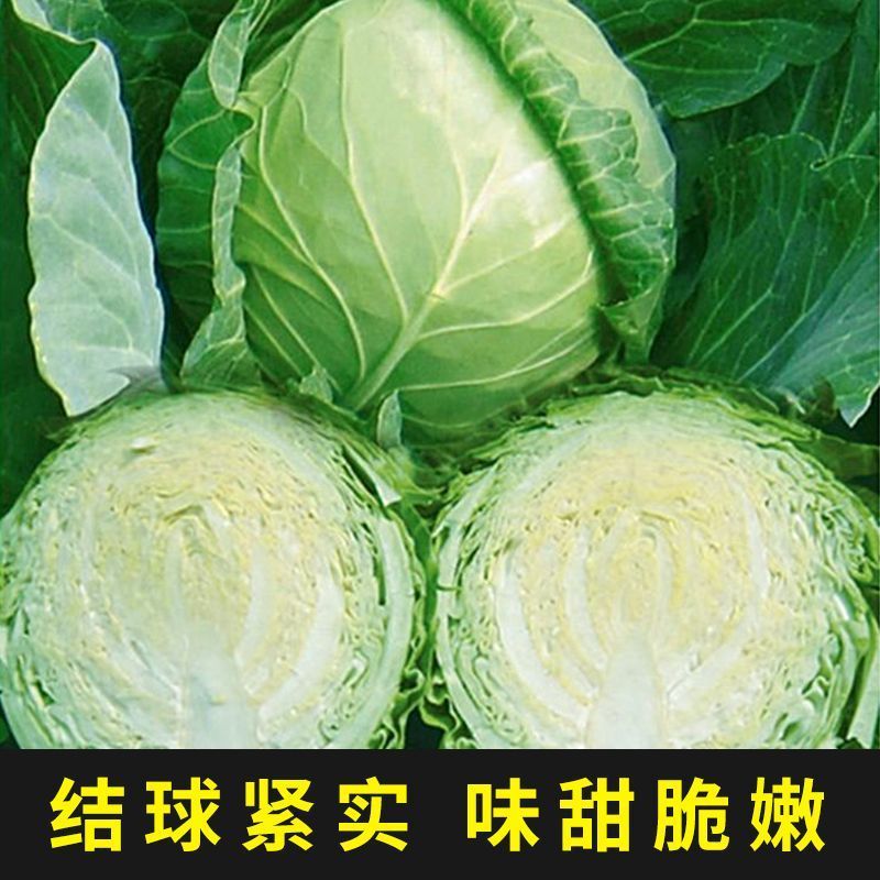 有机甘蓝种子苗包露天大田保护地种植山东潍坊寿光优质穴盘苗