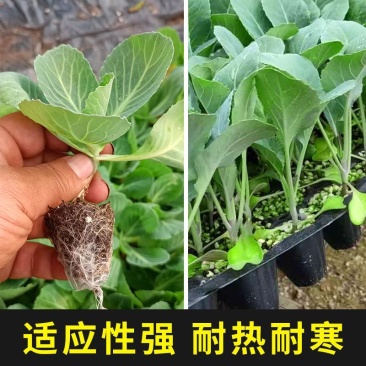有机甘蓝种子苗包露天大田保护地种植山东潍坊寿光优质穴盘苗