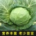 有机甘蓝种子苗包露天大田保护地种植山东潍坊寿光优质穴盘苗