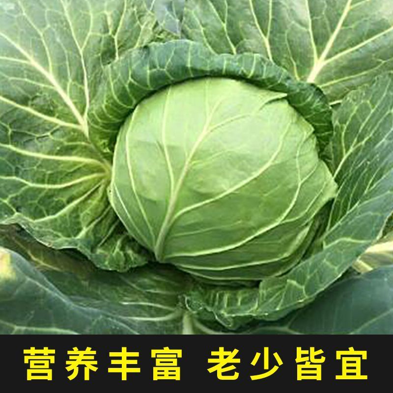 有机甘蓝种子苗包露天大田保护地种植山东潍坊寿光优质穴盘苗