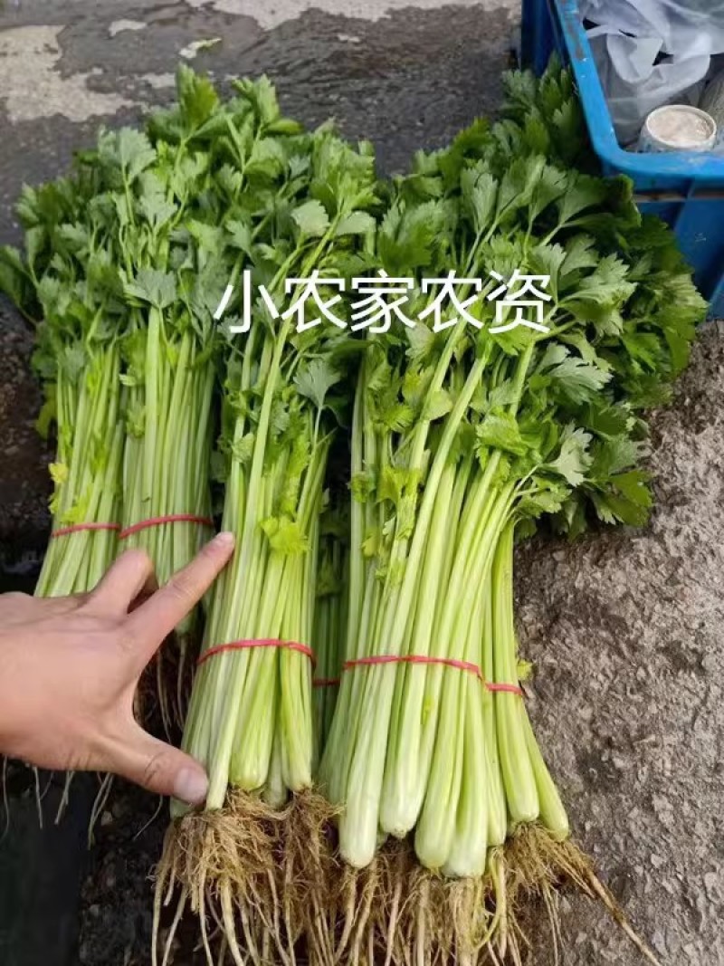 安蒂亚西芹种子叶柄嫩绿叶柄抱合紧凑品质脆嫩抗病