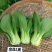 金品1夏青梗菜种子叶片直立叶色亮绿耐热耐湿抗病