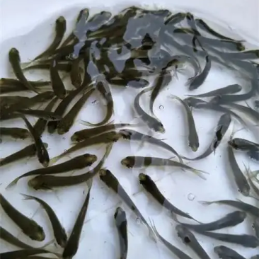精品草鱼苗成活率高基地直发可视频看货送货上门