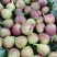 玛斯义陶芬无花果四川无花果（热卖推荐）大量现货供应发全国