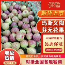 玛斯义陶芬无花果四川无花果（热卖推荐）大量现货供应发全国