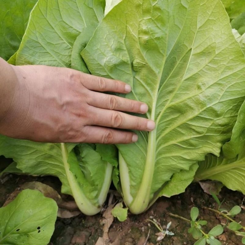 黄金快菜种子抗病速生耐热耐湿生长快夏秋种植