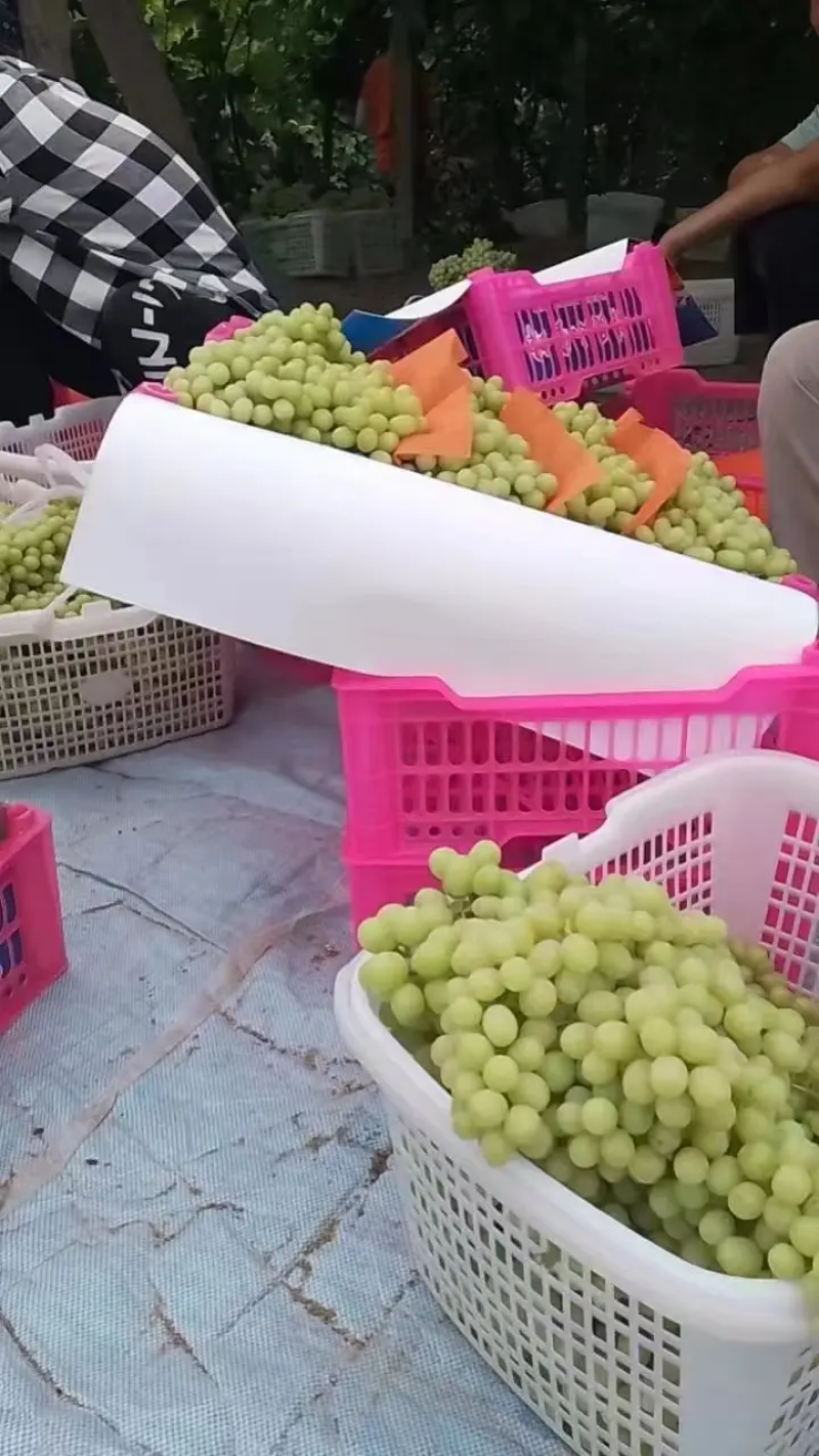 新疆葡萄新疆无核白大量供应中产地直发量大优惠