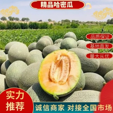 精品晓蜜25哈密瓜实力供应代发全国量大从优欢迎来电