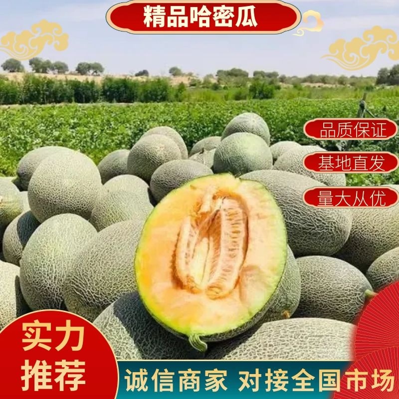 精品晓蜜25哈密瓜实力供应代发全国量大从优欢迎来电