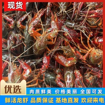 江苏兴化小龙虾，肉质饱满，规格齐全，自产自销，量大从优